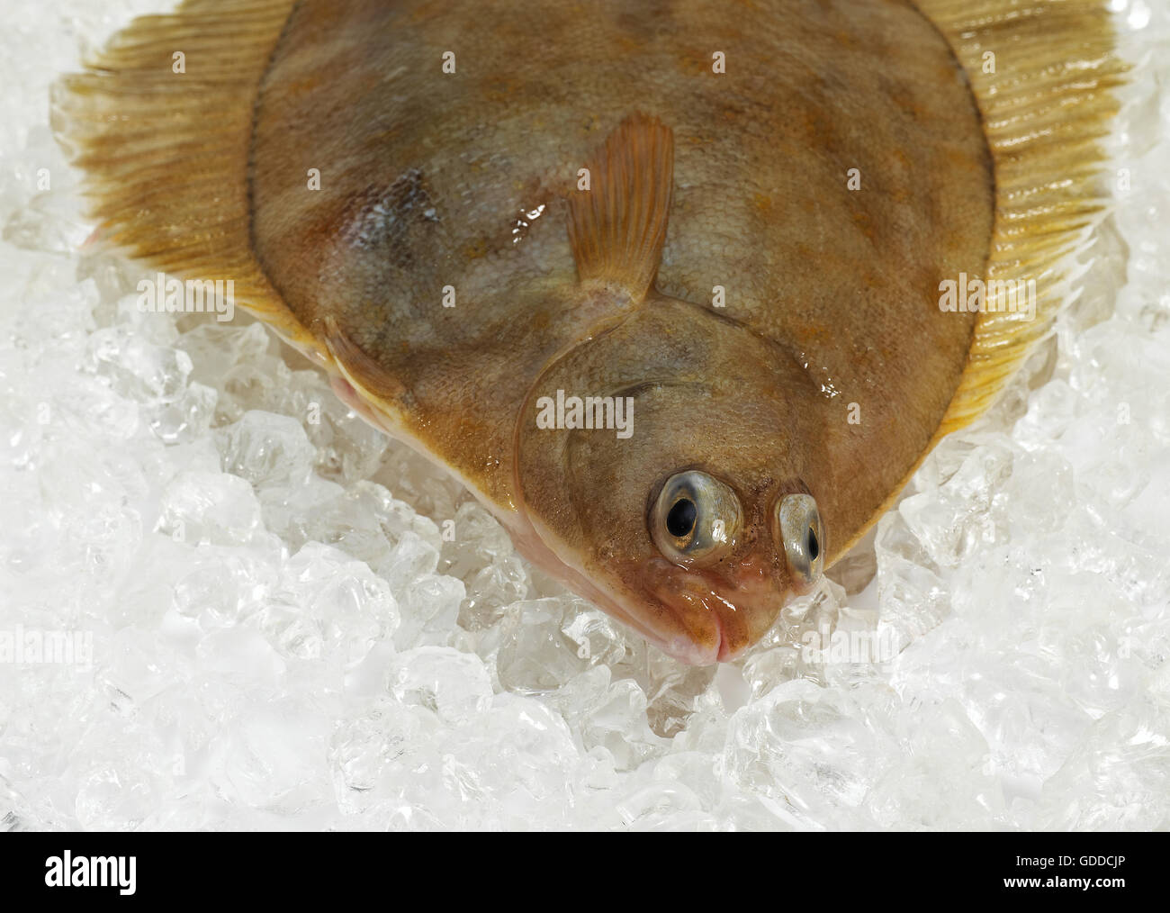 FRISCHE BRILL Scophthalmus Rhombus ON ICE Stockfoto