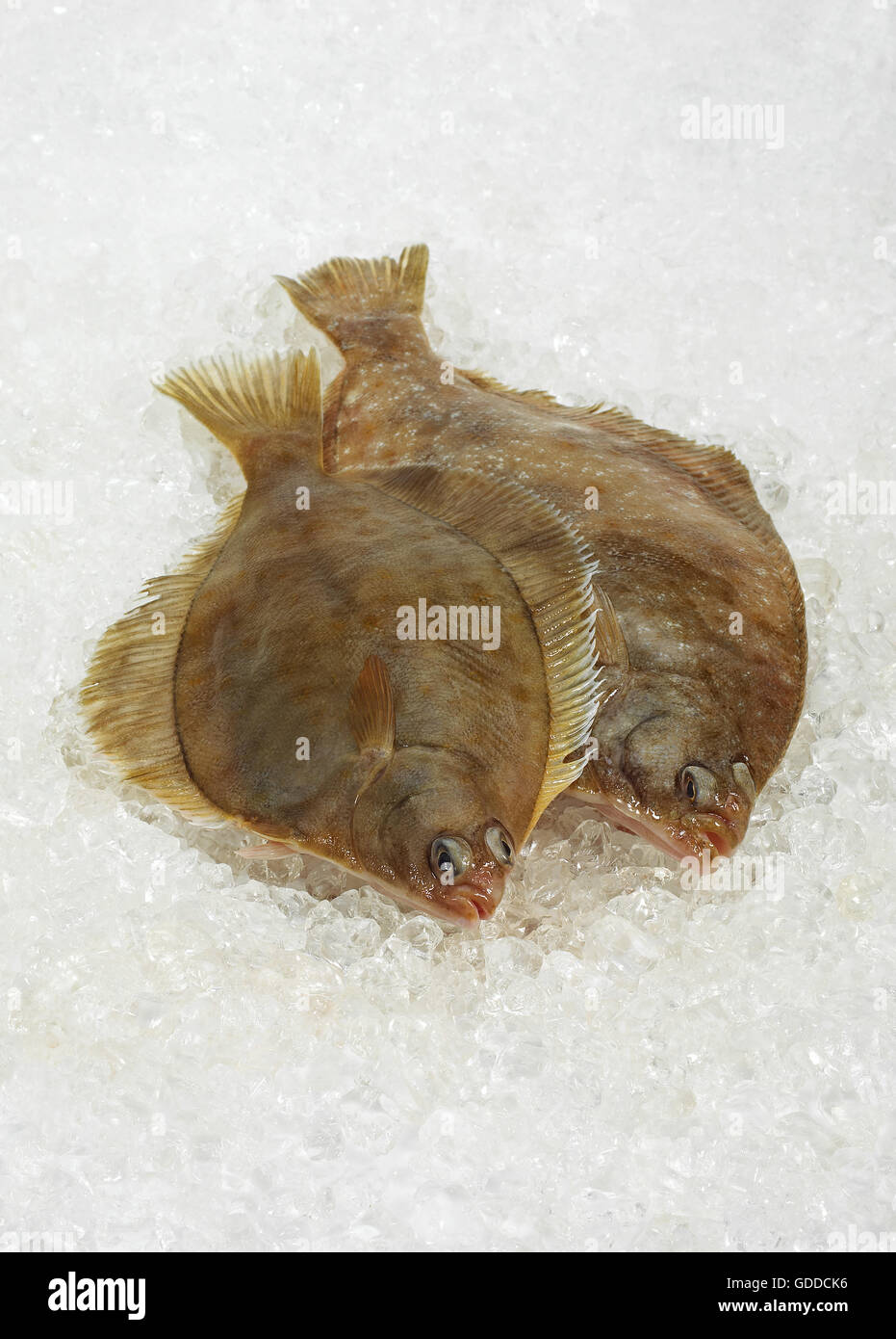 FRISCHE BRILL Scophthalmus Rhombus ON ICE Stockfoto
