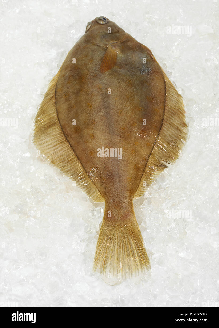 FRISCHE BRILL Scophthalmus Rhombus ON ICE Stockfoto