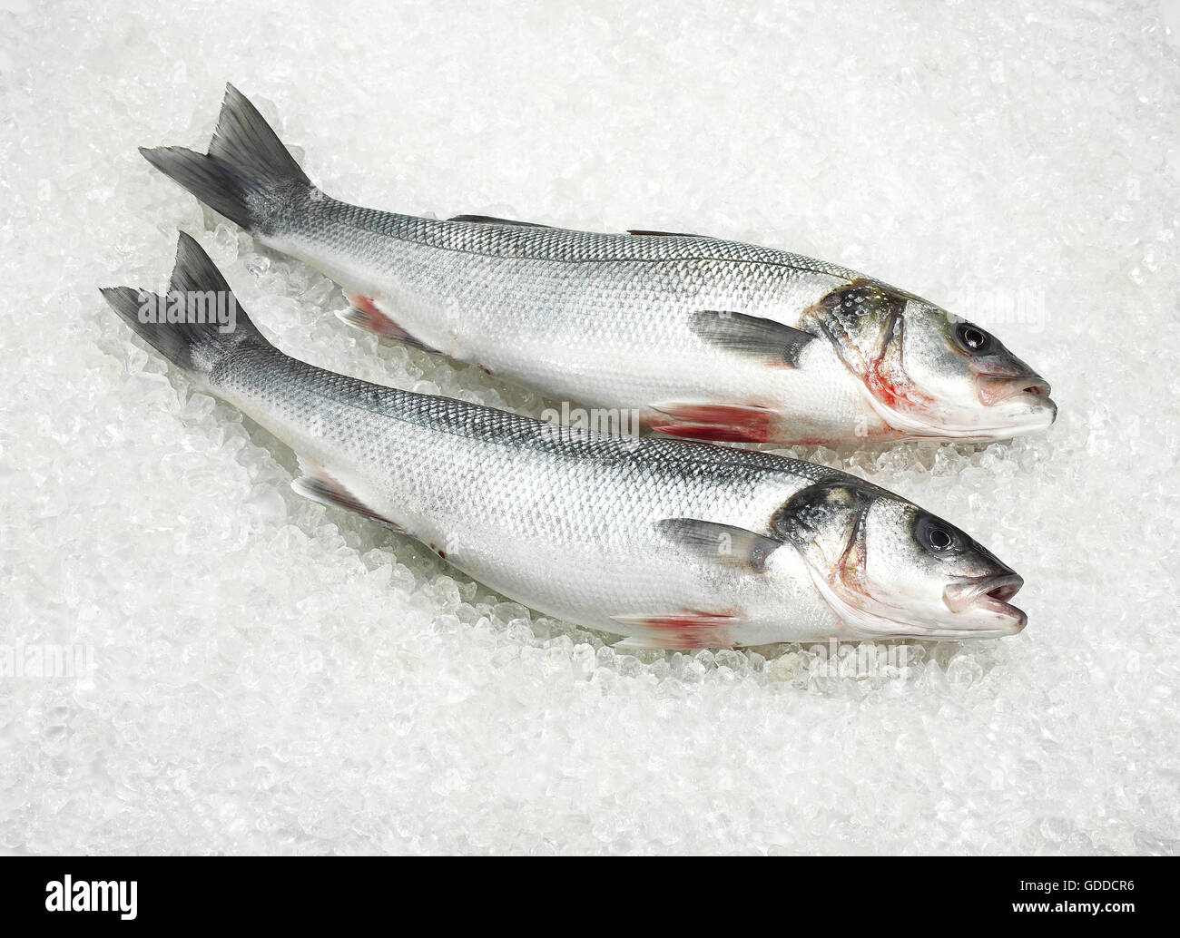 FRISCHE BASS Dicentrarchus Labrax ON ICE Stockfoto