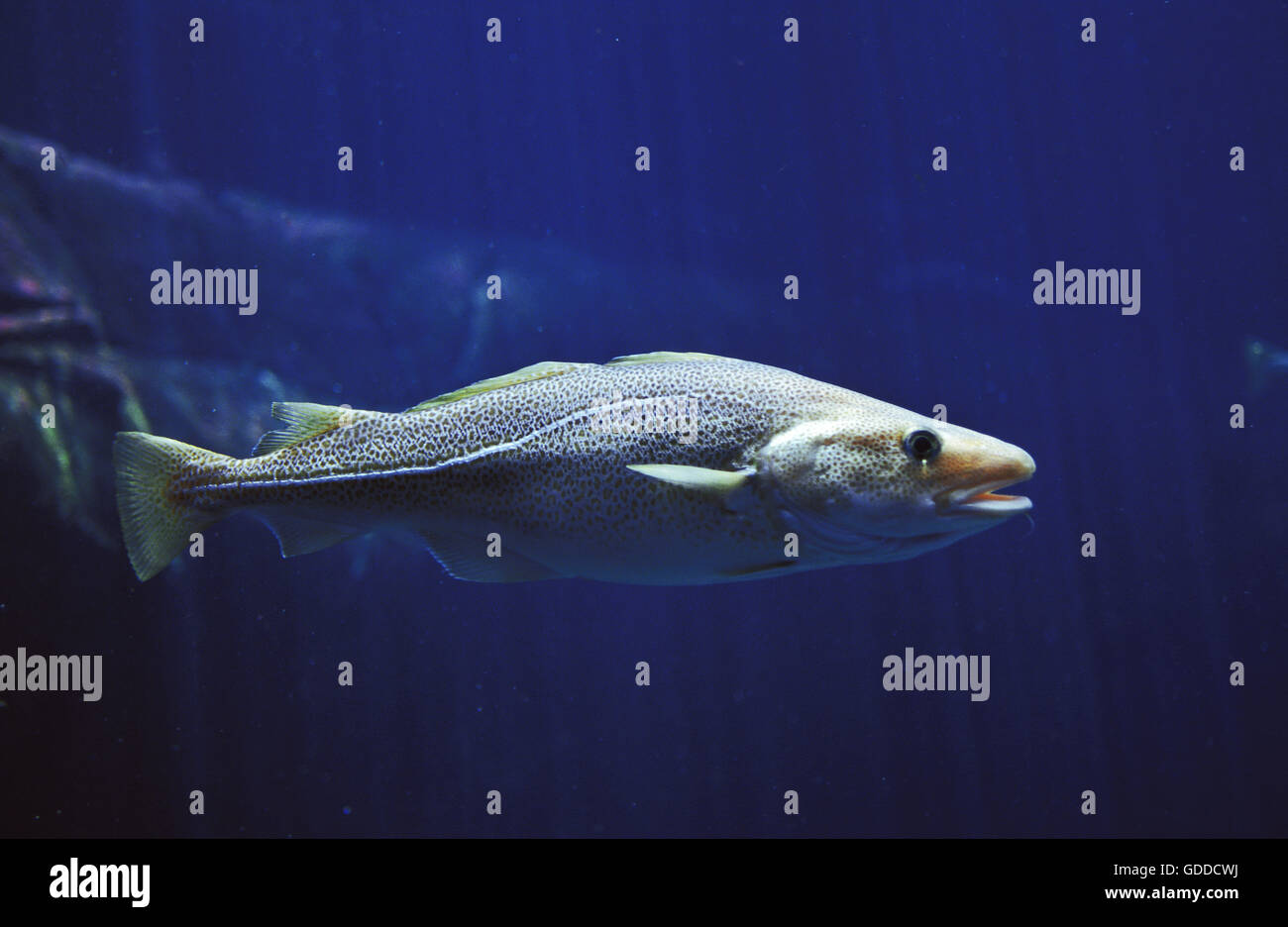 ATLANTISCHER Kabeljau Gadus Morrhua Stockfoto