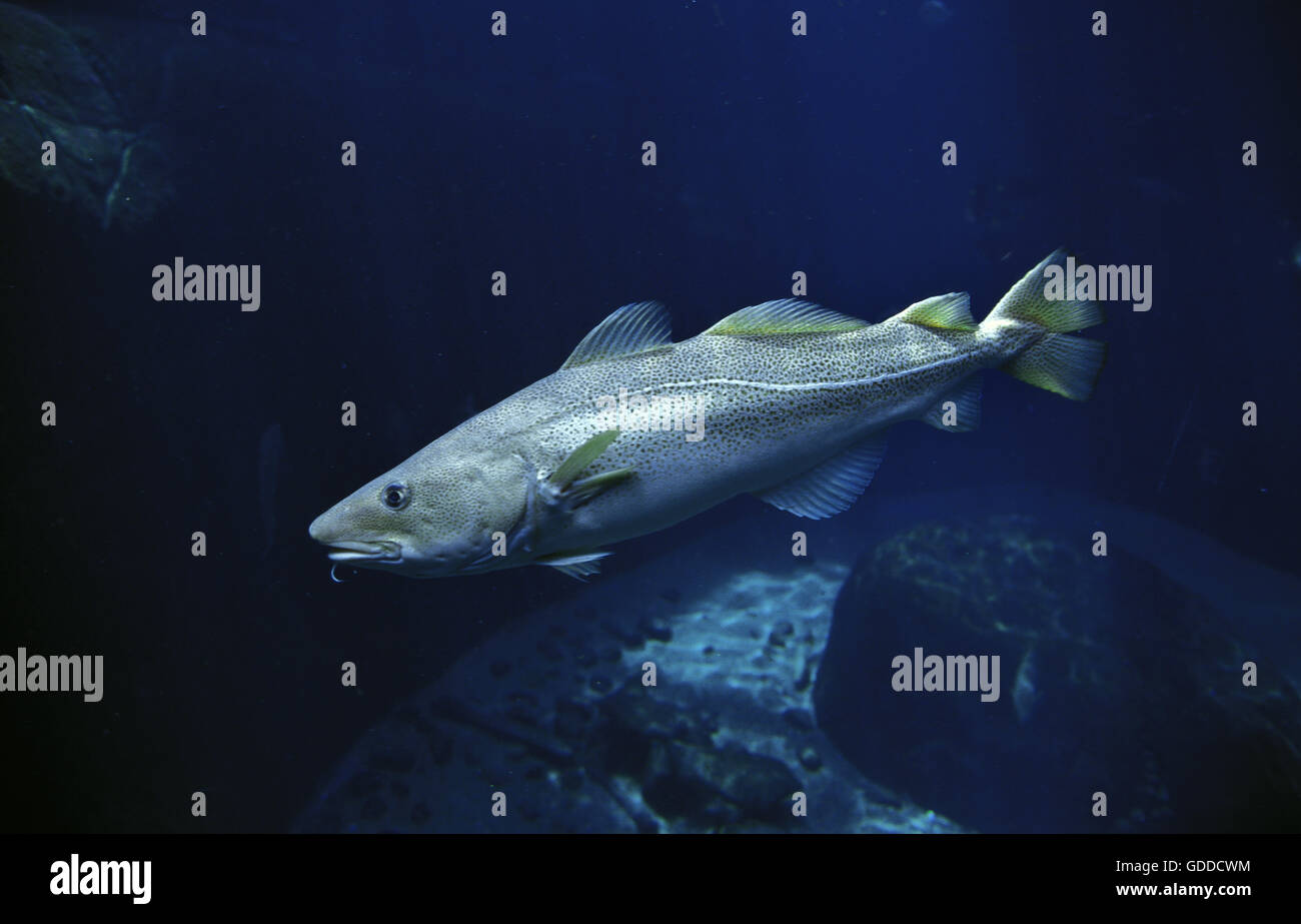 Atlantische kabeljau gadus morhua -Fotos und -Bildmaterial in hoher ...