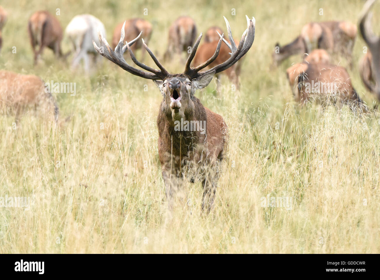 Rotwild-Brunft Stockfoto