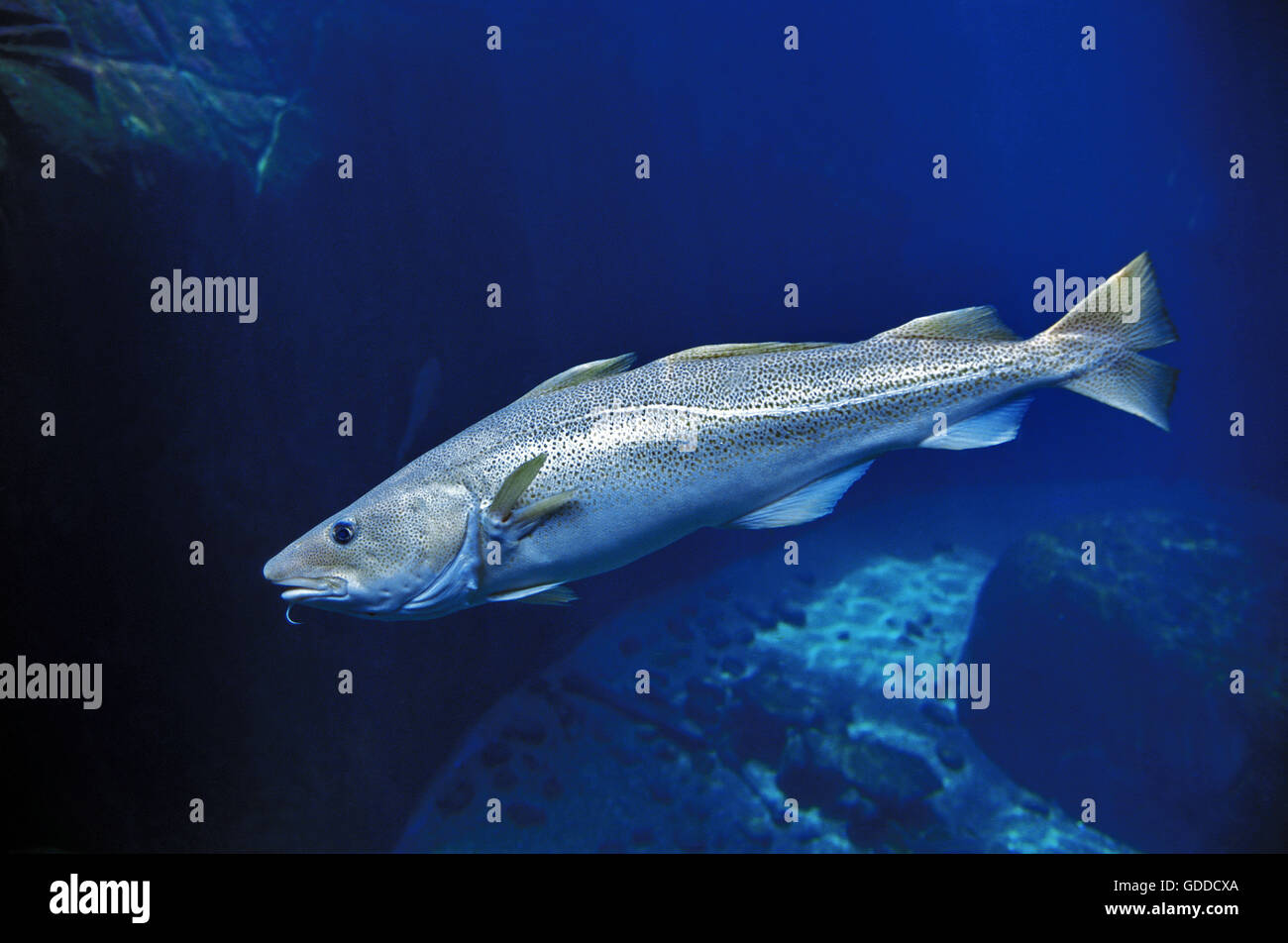 ATLANTISCHER Kabeljau Gadus Morrhua Stockfoto