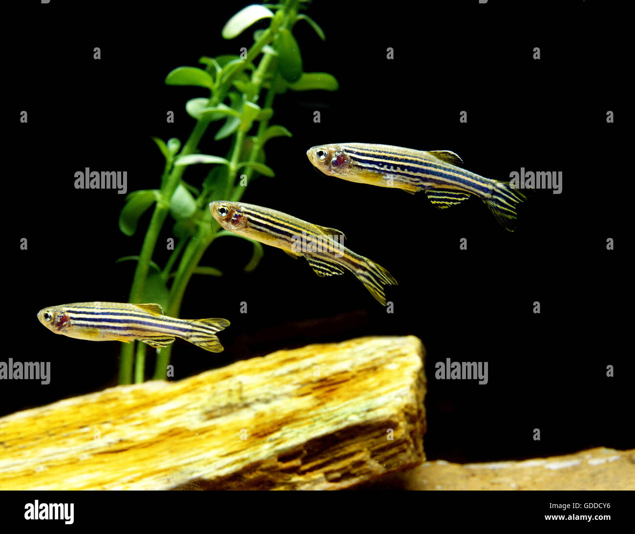 Zebrafisch, Brachydanio rerio Stockfoto