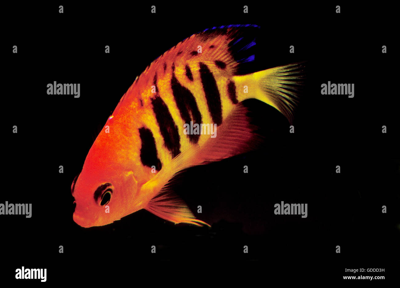Flamme Angelfish, Centropyge Loriculus, Erwachsene auf schwarzem Hintergrund Stockfoto