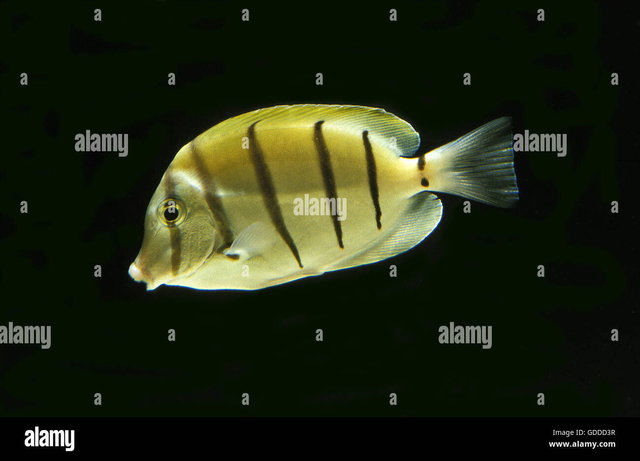 Doktorfisch Acanthurus Triostegus, Erwachsene auf schwarzem Hintergrund zu überführen Stockfoto