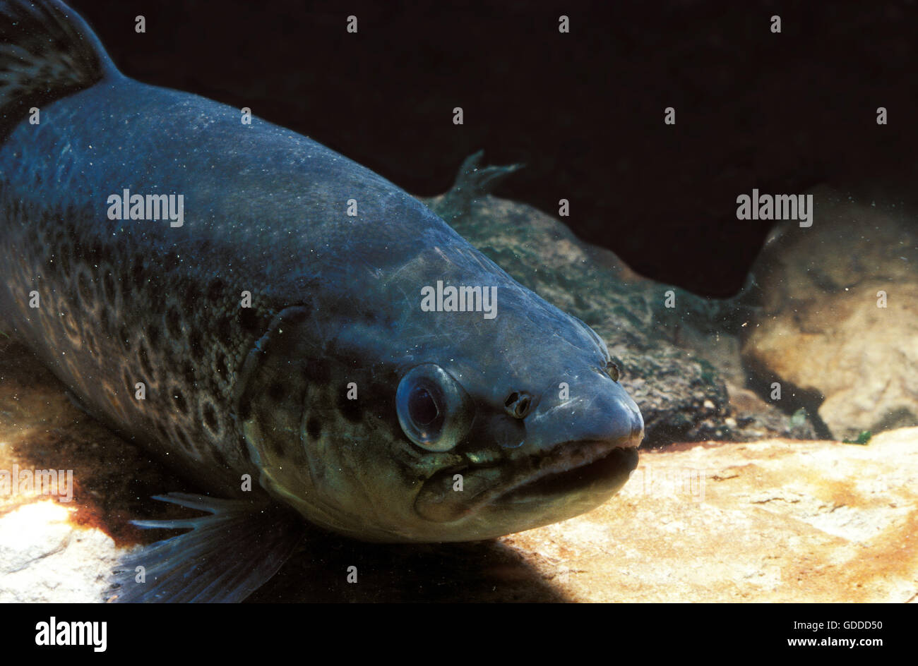 Bachforelle Salmo Trutta Fario, Erwachsene Stockfoto