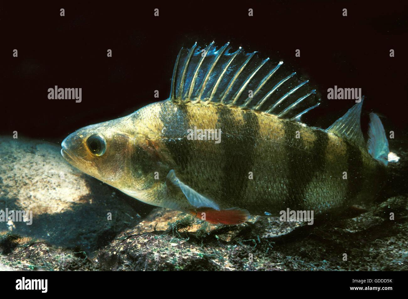 EUROPEAN PERCH Percha fluviatilis Stockfoto