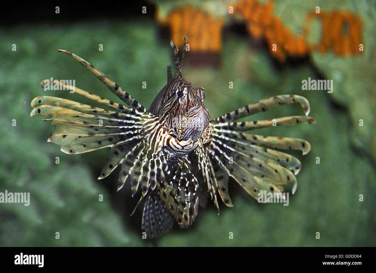 Gemeinsamen Rotfeuerfische, Pterois Volitans, Venemous Fisch Stockfoto