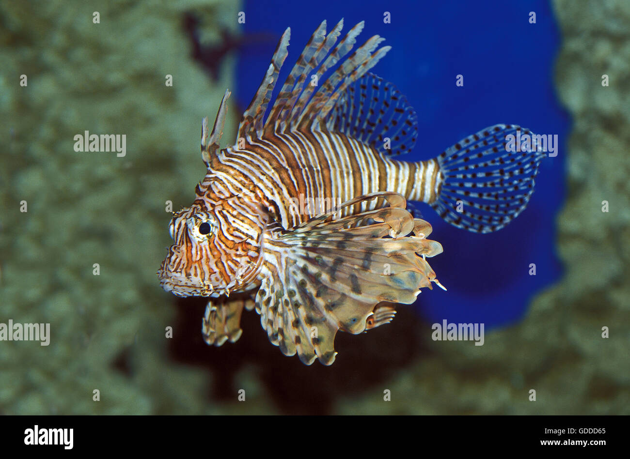 GEMEINSAMEN ROTFEUERFISCH Pterois Volitans, giftige Fische Stockfoto