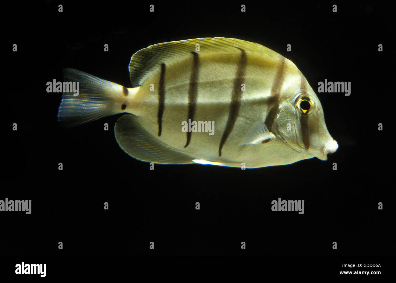 Doktorfisch Acanthurus Triostegus, Erwachsene vor schwarzen Hintergrund zu überführen Stockfoto