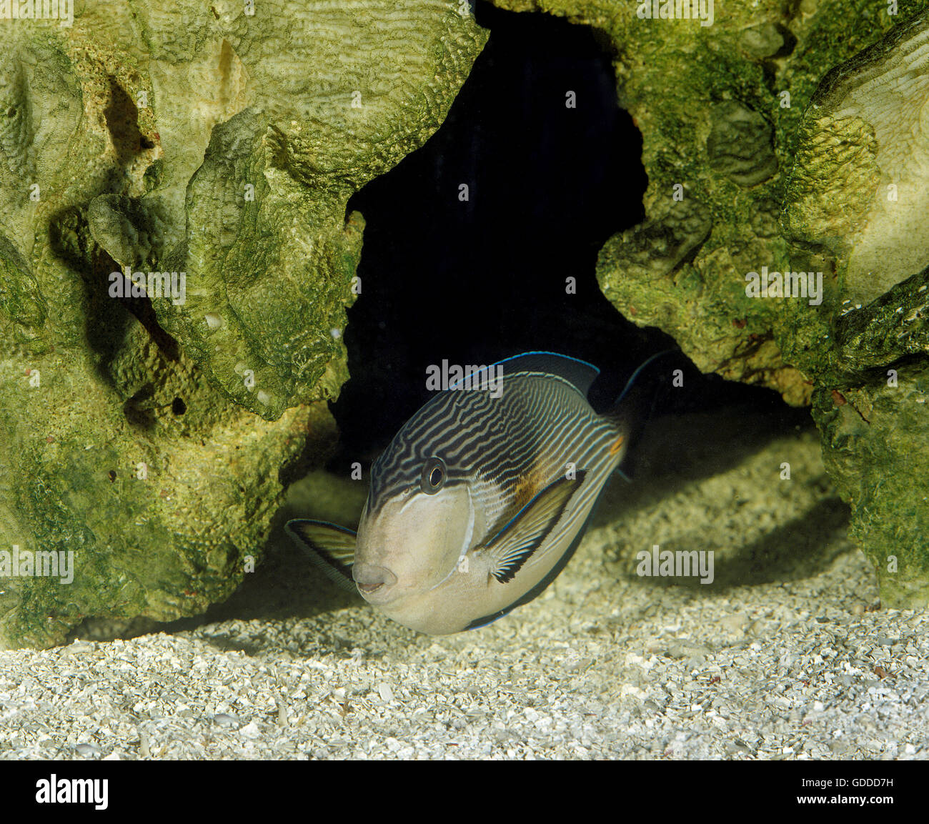Sohal Tang oder Doktoren Doktorfisch Acanthurus Doktoren, Erwachsene Stockfoto