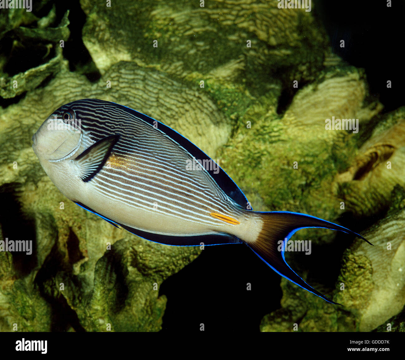 Sohal Tang oder Doktoren Doktorfisch Acanthurus Doktoren, Erwachsene Stockfoto