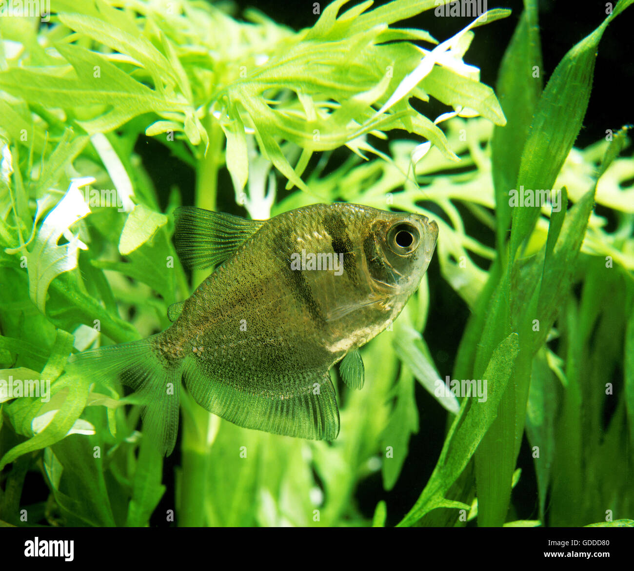 Schwarz Tetra, Gymnocorymbus Erwachsene Stockfotografie Alamy