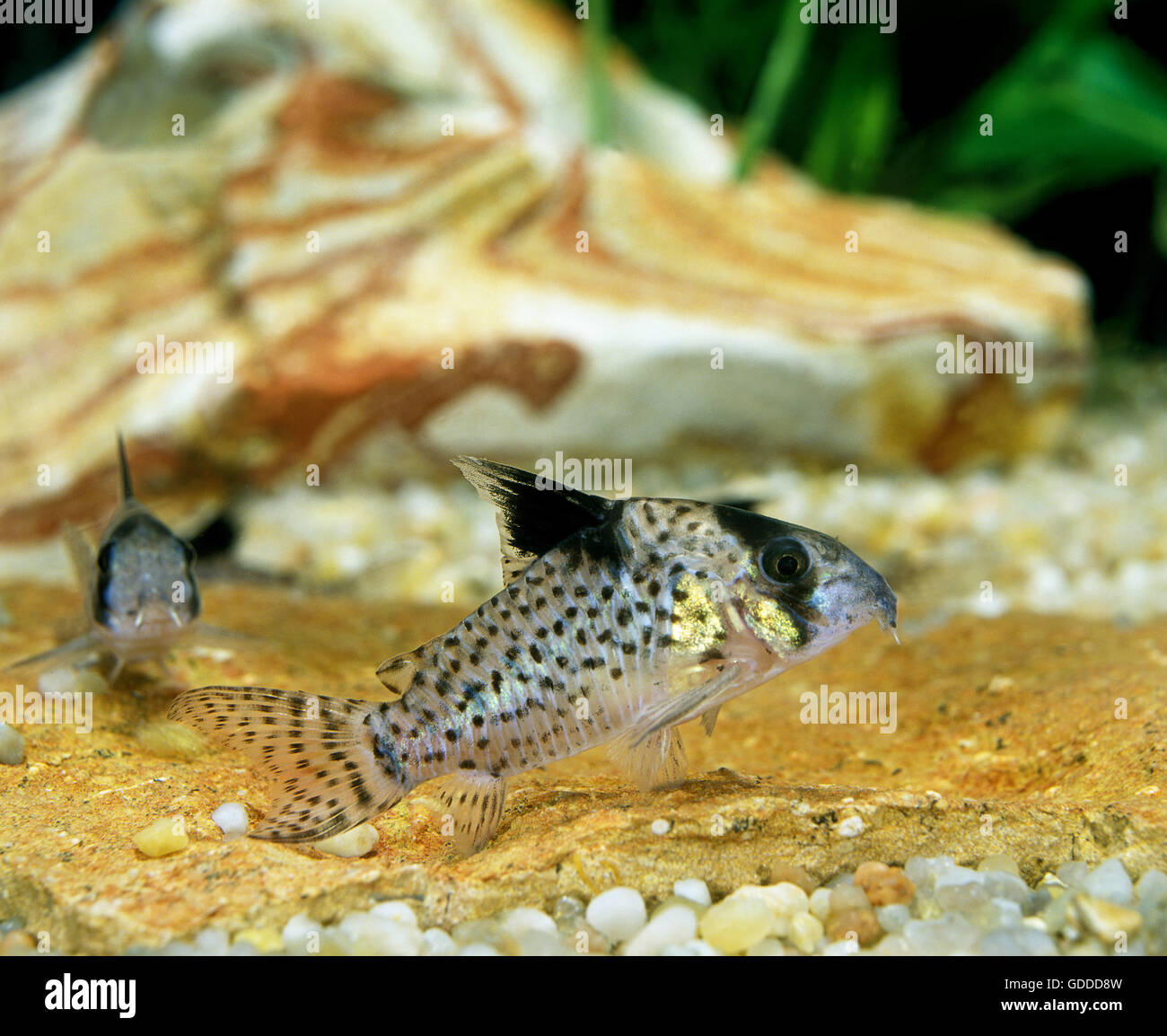 PANZERWELS Fisch Corydoras delphax Stockfoto