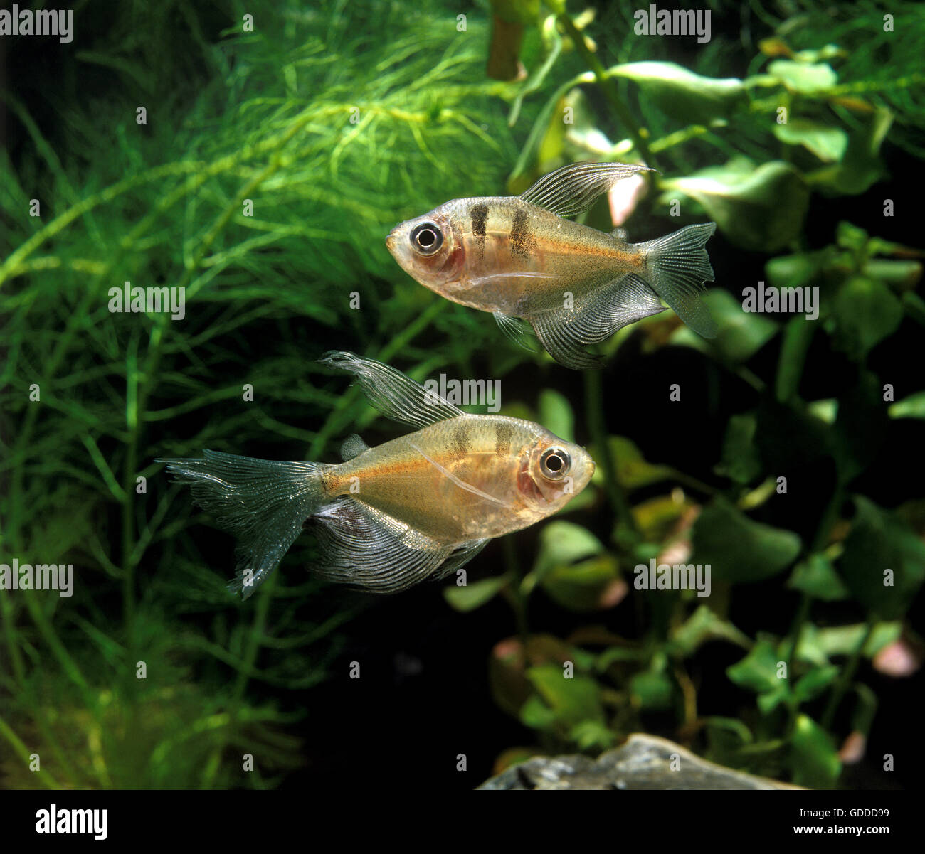 PHANTOM TETRA Megalamphodus megalopterus Stockfoto