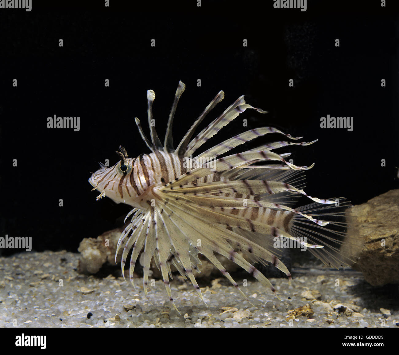 Gemeinsamen Rotfeuerfisch Pterois volitans Stockfoto