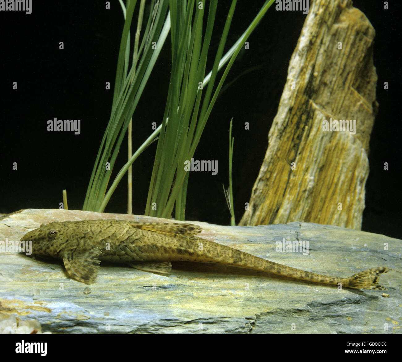 Gemeinsamen Pleco, Hypostomus punctatus Stockfoto