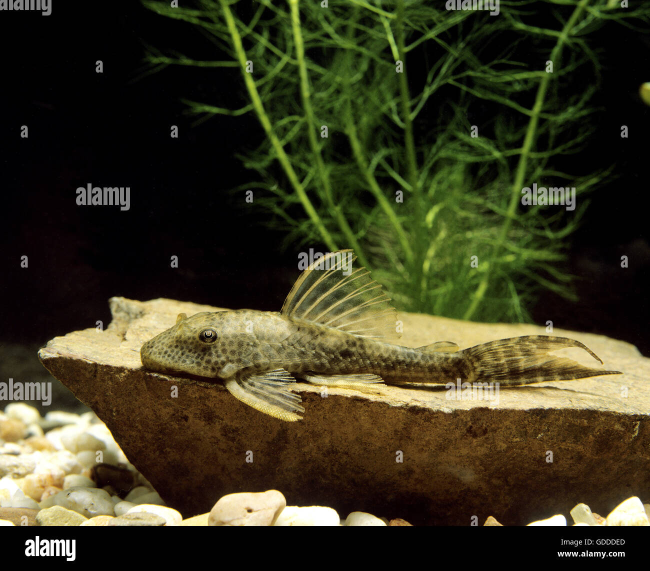 Gemeinsamen Pleco, Hypostomus punctatus Stockfoto