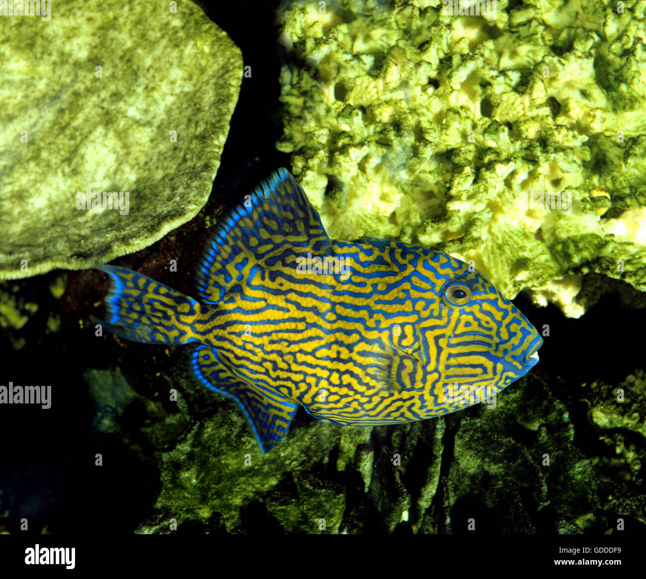 Blaue oder Blue-Lined Tiggerfish, Pseudobalistes Fuscus Stockfoto