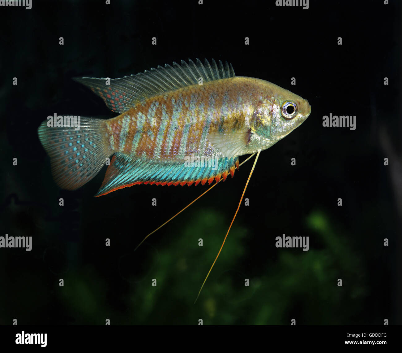 Gebändert oder riesige Gourami, Colisa fasciata Stockfoto