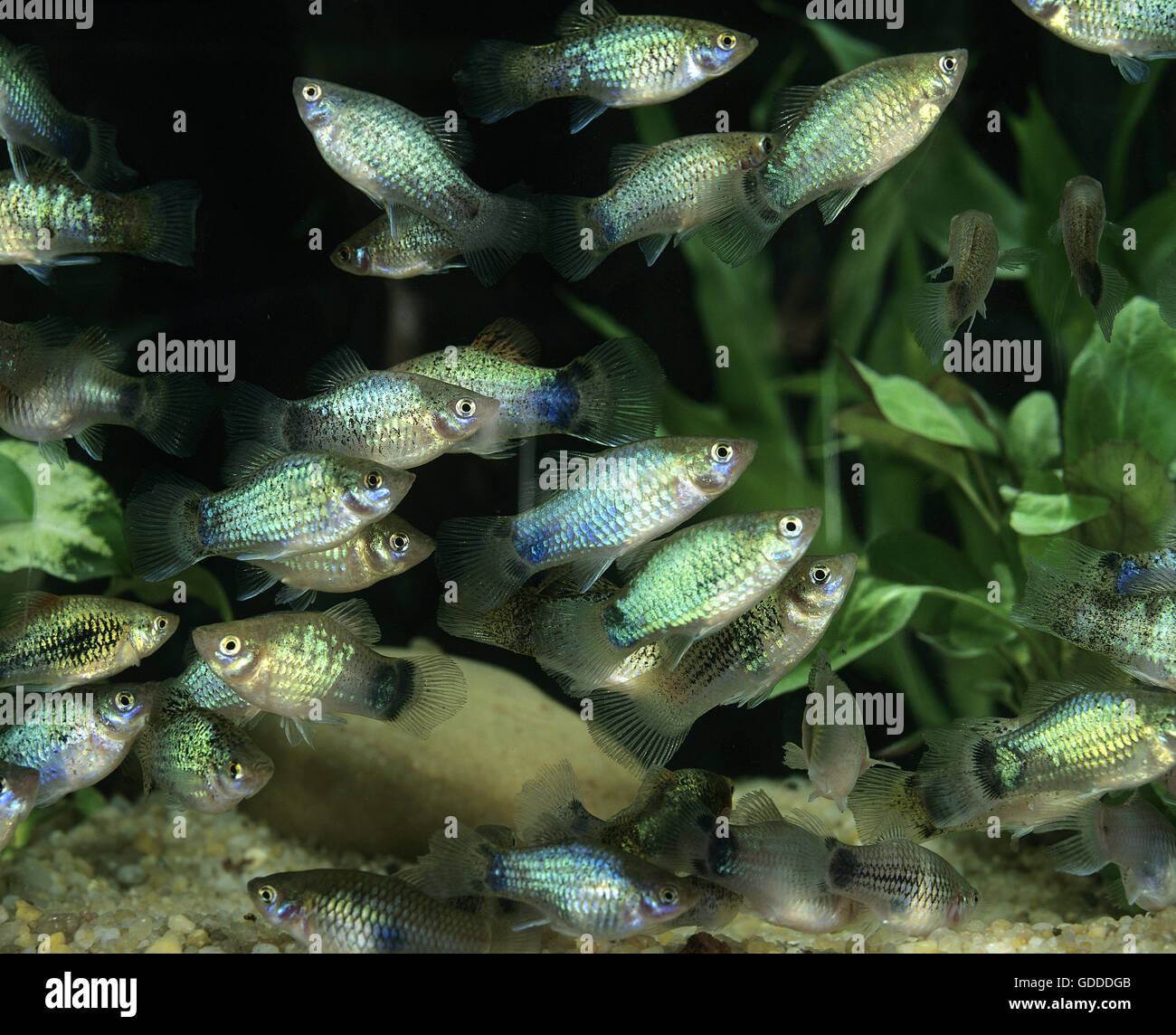 Neon Blue Platy, Xiphophorus maculatus Stockfoto