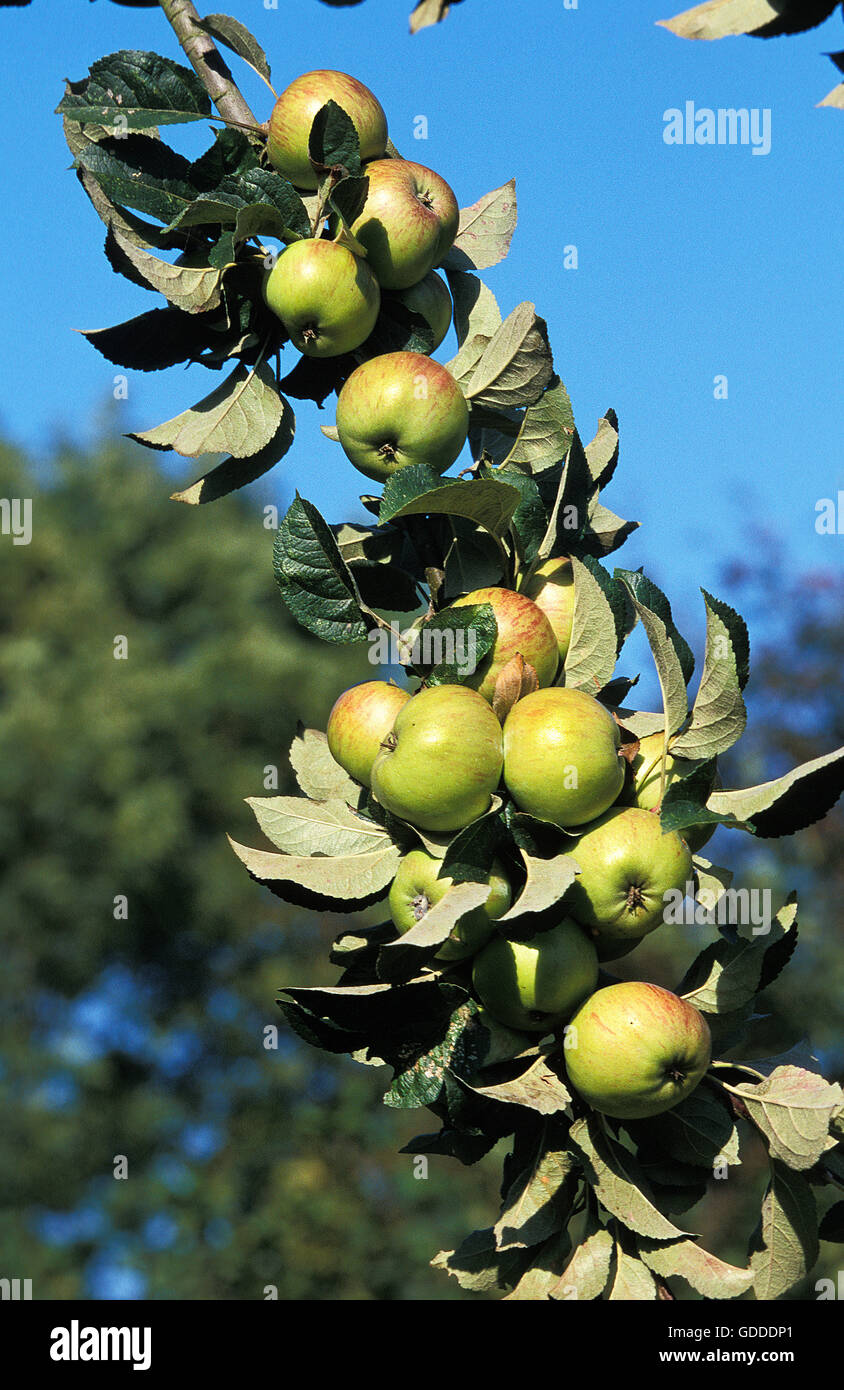 Zweig der Apfelbaum Malus Domestica, Äpfel für Apfelwein, Normandie IN Frankreich Stockfoto