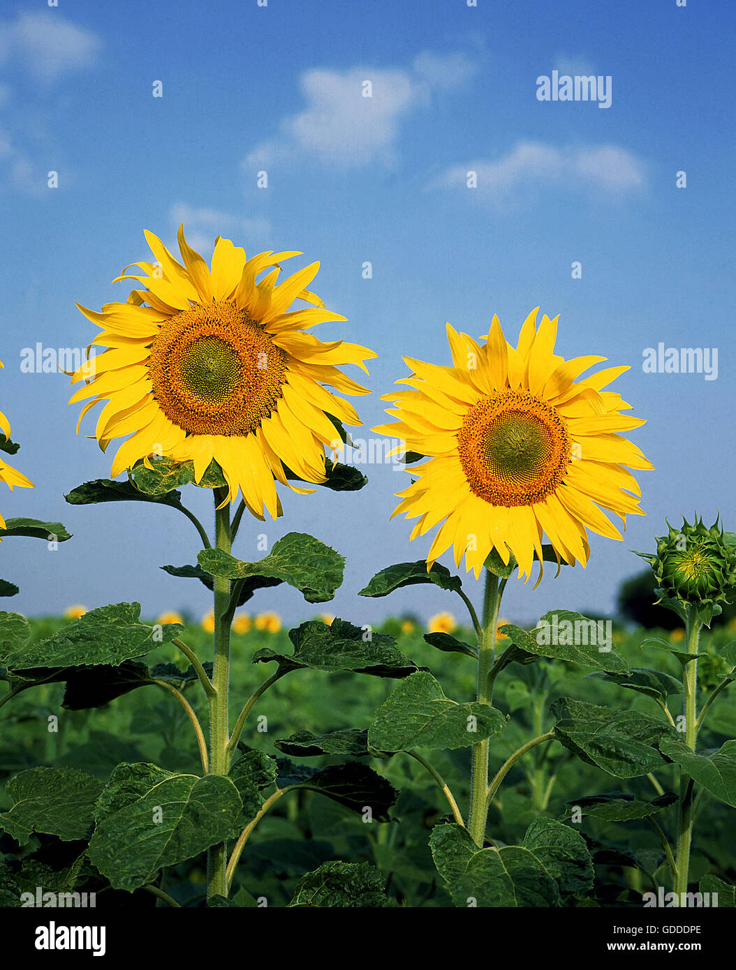 Blühenden Sonnenblumen, Helianthus gegen blauen Himmel Stockfoto
