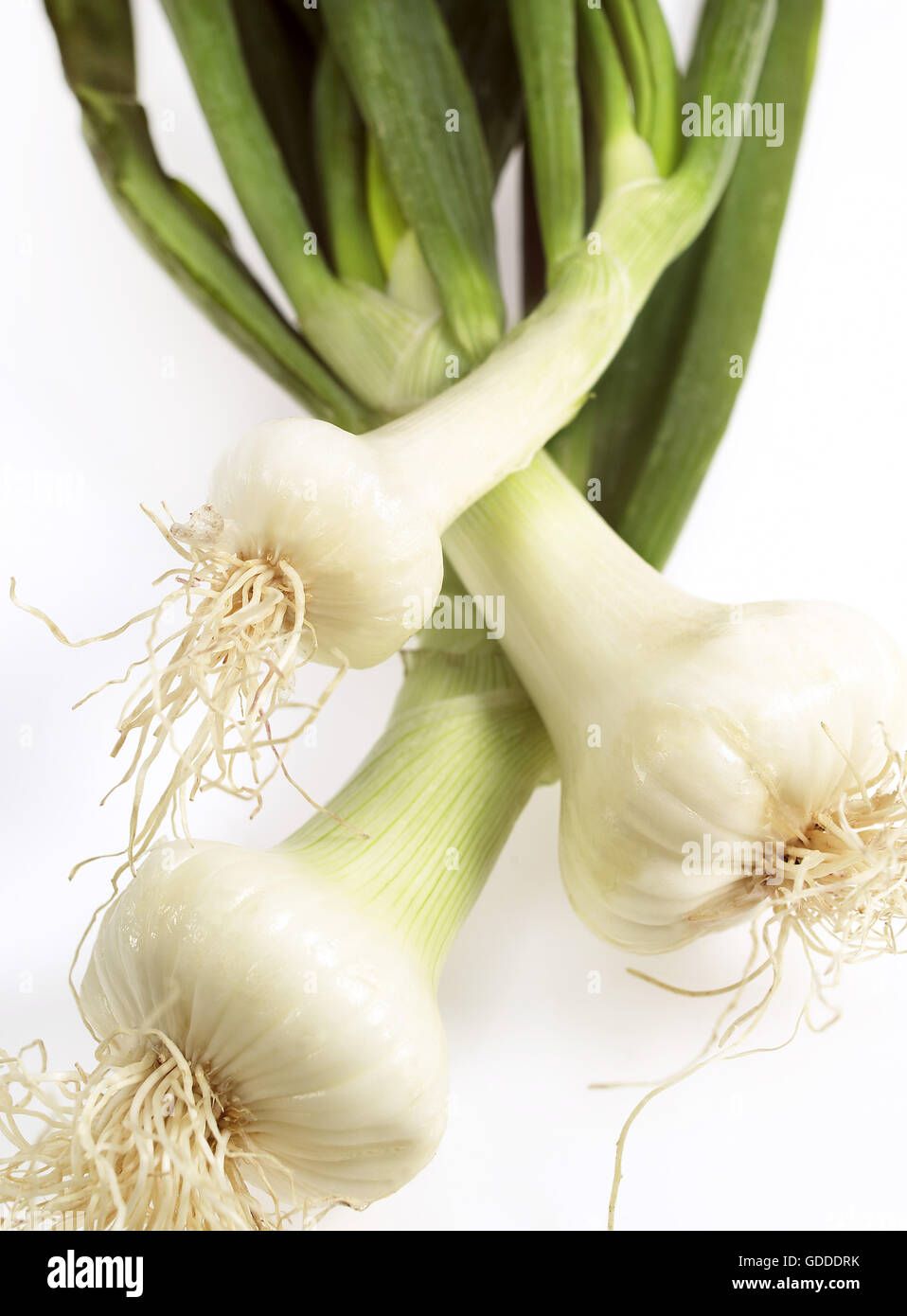 WEIßE Zwiebeln Allium Cepa gegen weißer Hintergrund Stockfoto
