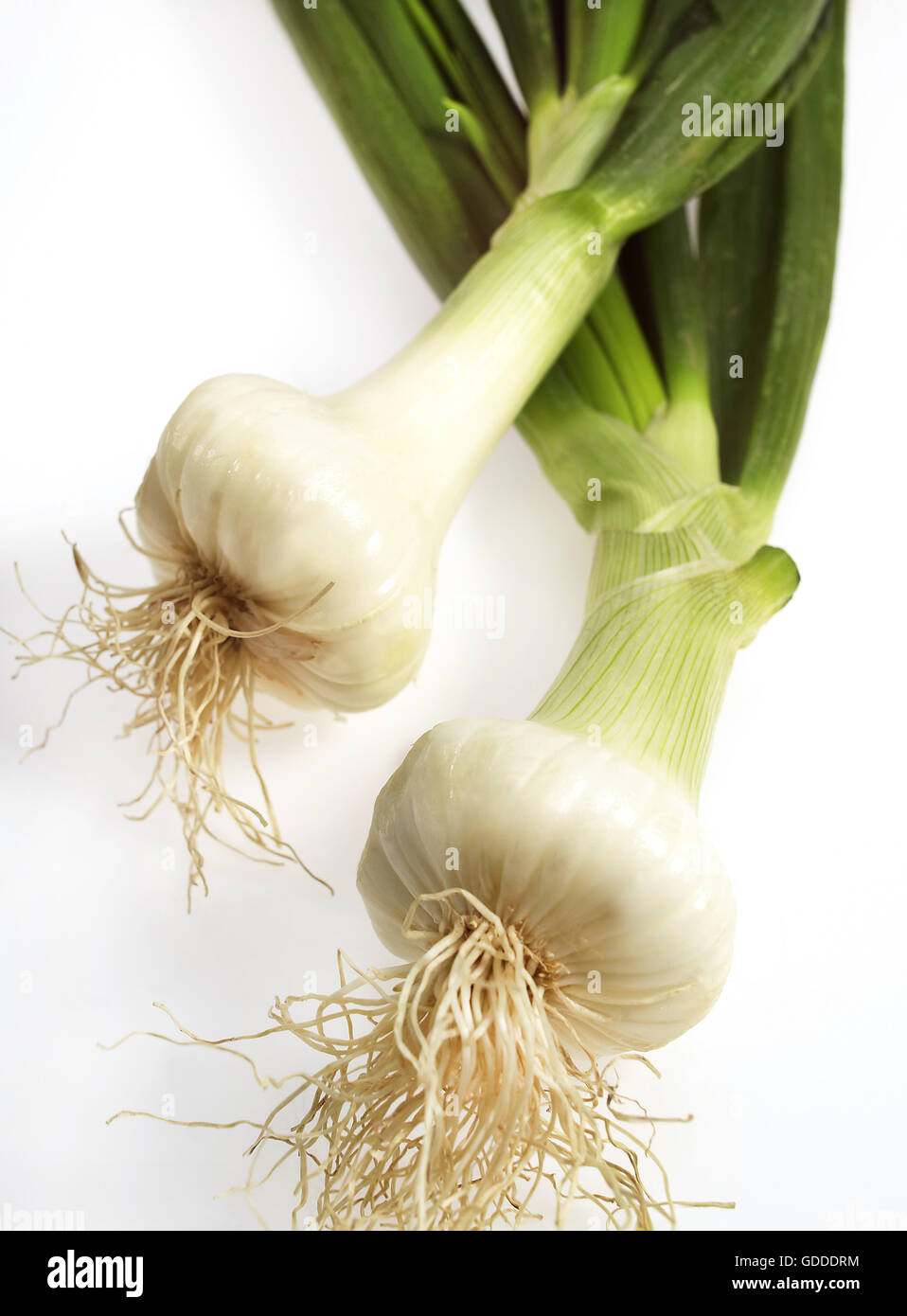Weiße Zwiebel, Allium Cepa, Gemüse vor weißem Hintergrund Stockfoto