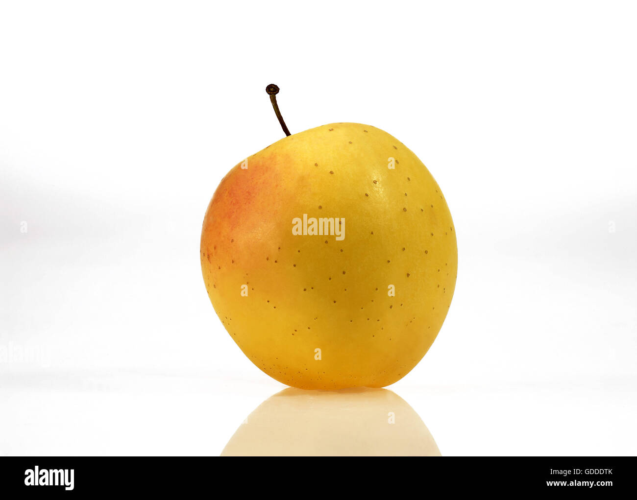 Goldener Apfel, Malus Domestica vor weißem Hintergrund Stockfoto