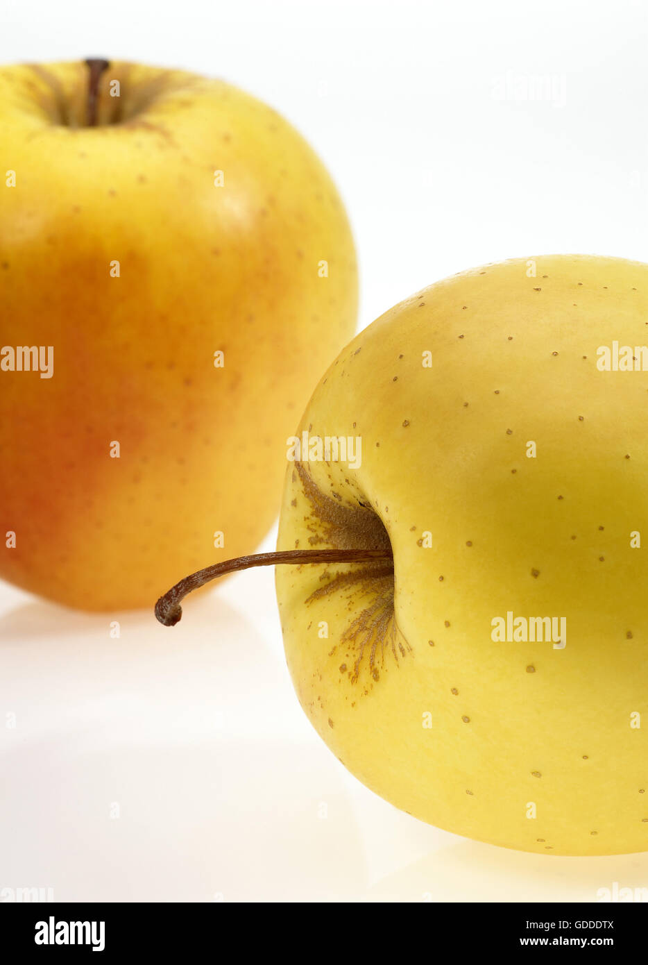 Goldener Apfel Malus Domestica vor weißem Hintergrund Stockfoto