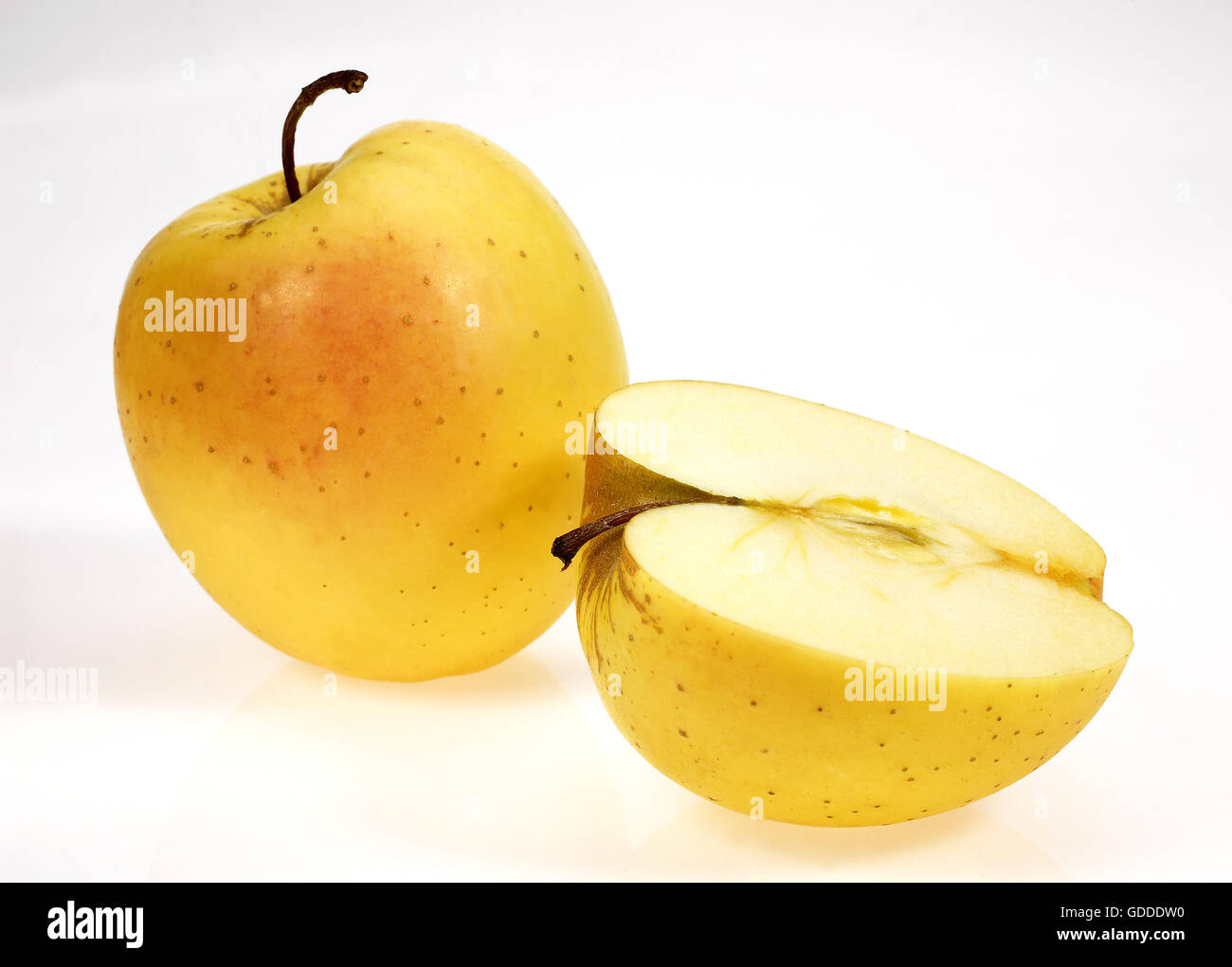 Goldener Apfel, Malus Domestica, Früchte vor weißem Hintergrund Stockfoto