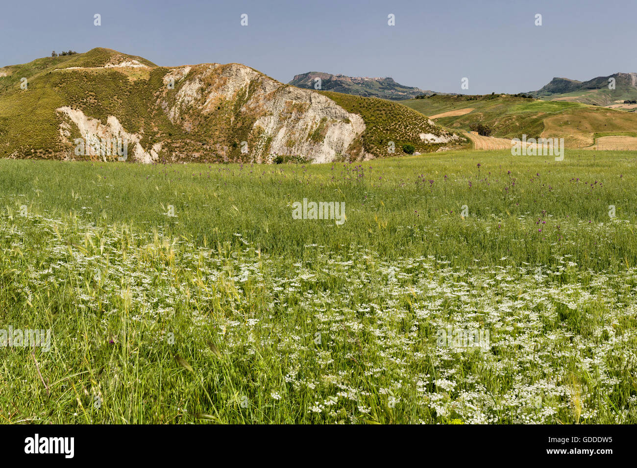 Hügelige Landschaft und Blumen Stockfoto