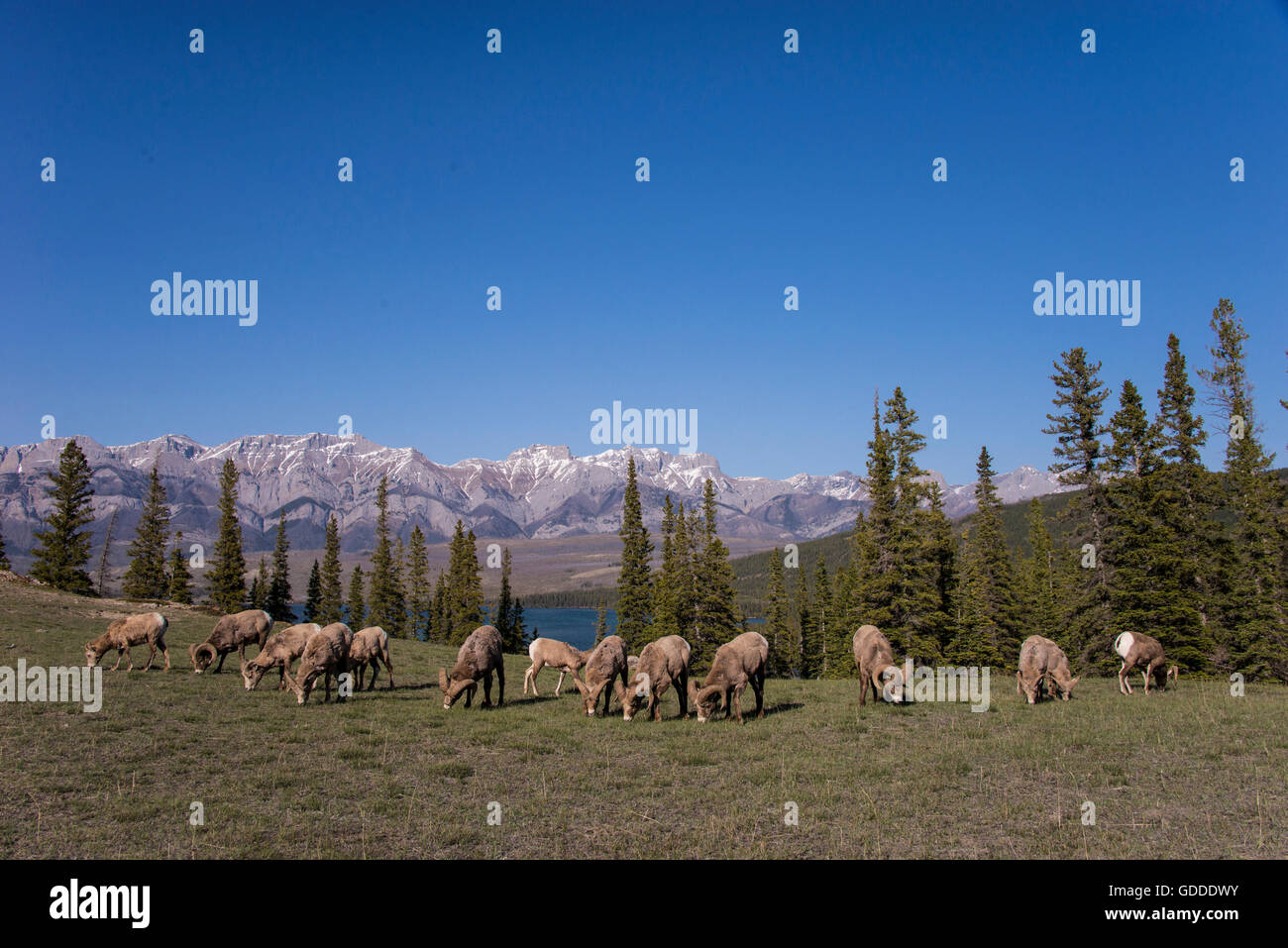 Dickhornschaf Ovis canadensis Stockfoto
