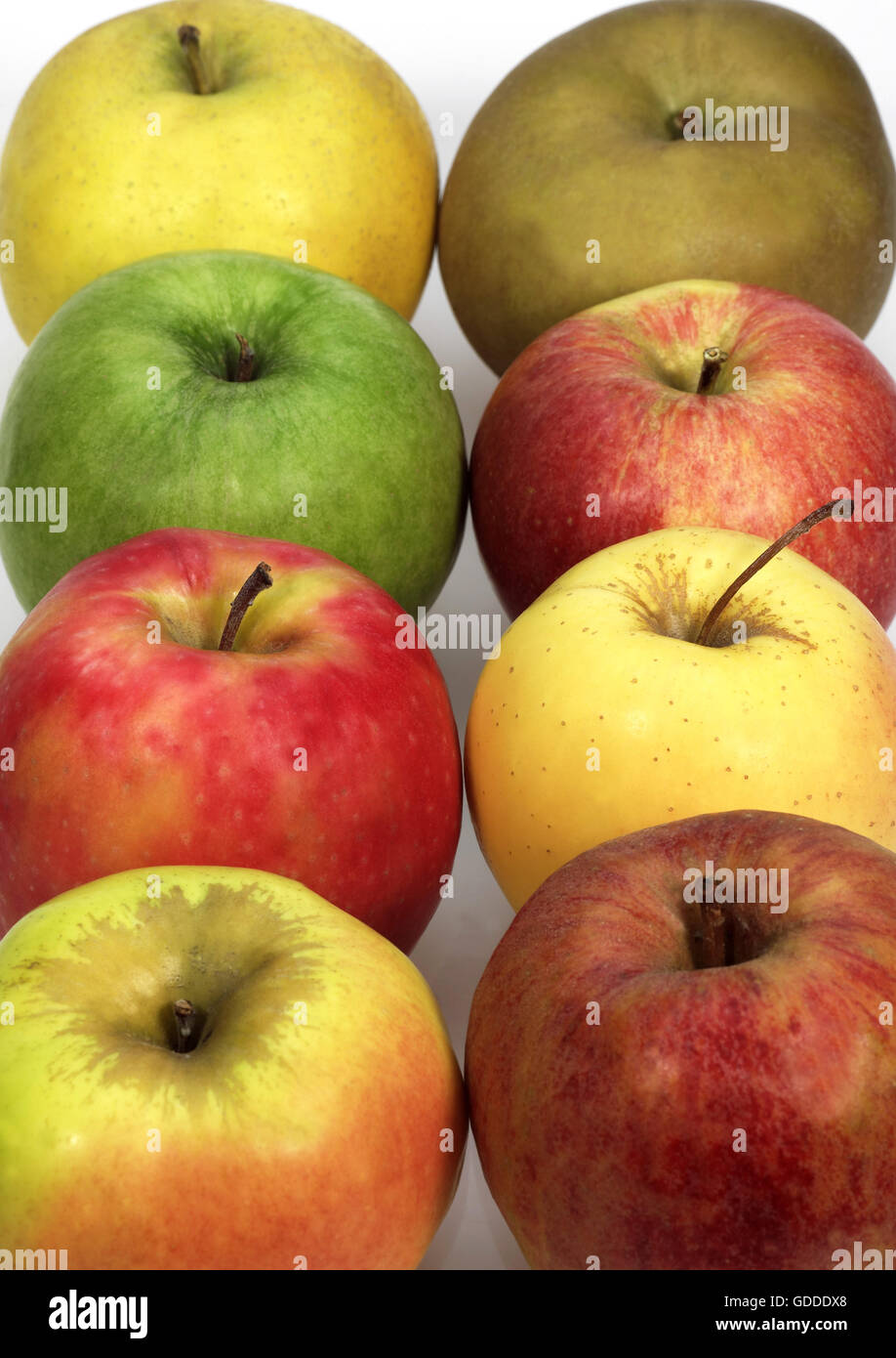 Äpfel, Calville, Kanada, Golden, Granny Smith, Pink Lady, Royal Gala, Starling, Malus domestica Stockfoto