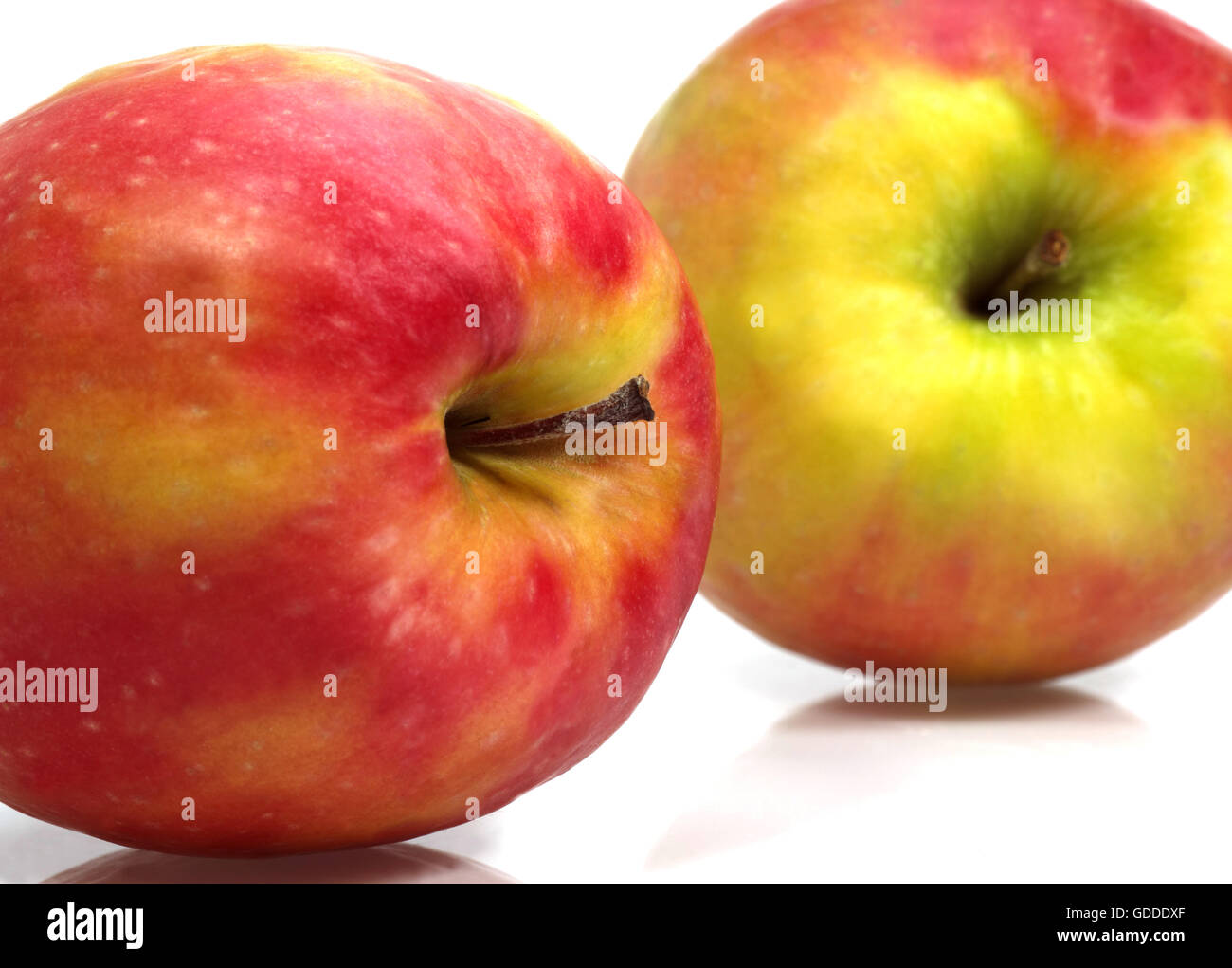 Pink Lady Äpfel, Malus Domestica, vor weißem Hintergrund Stockfoto