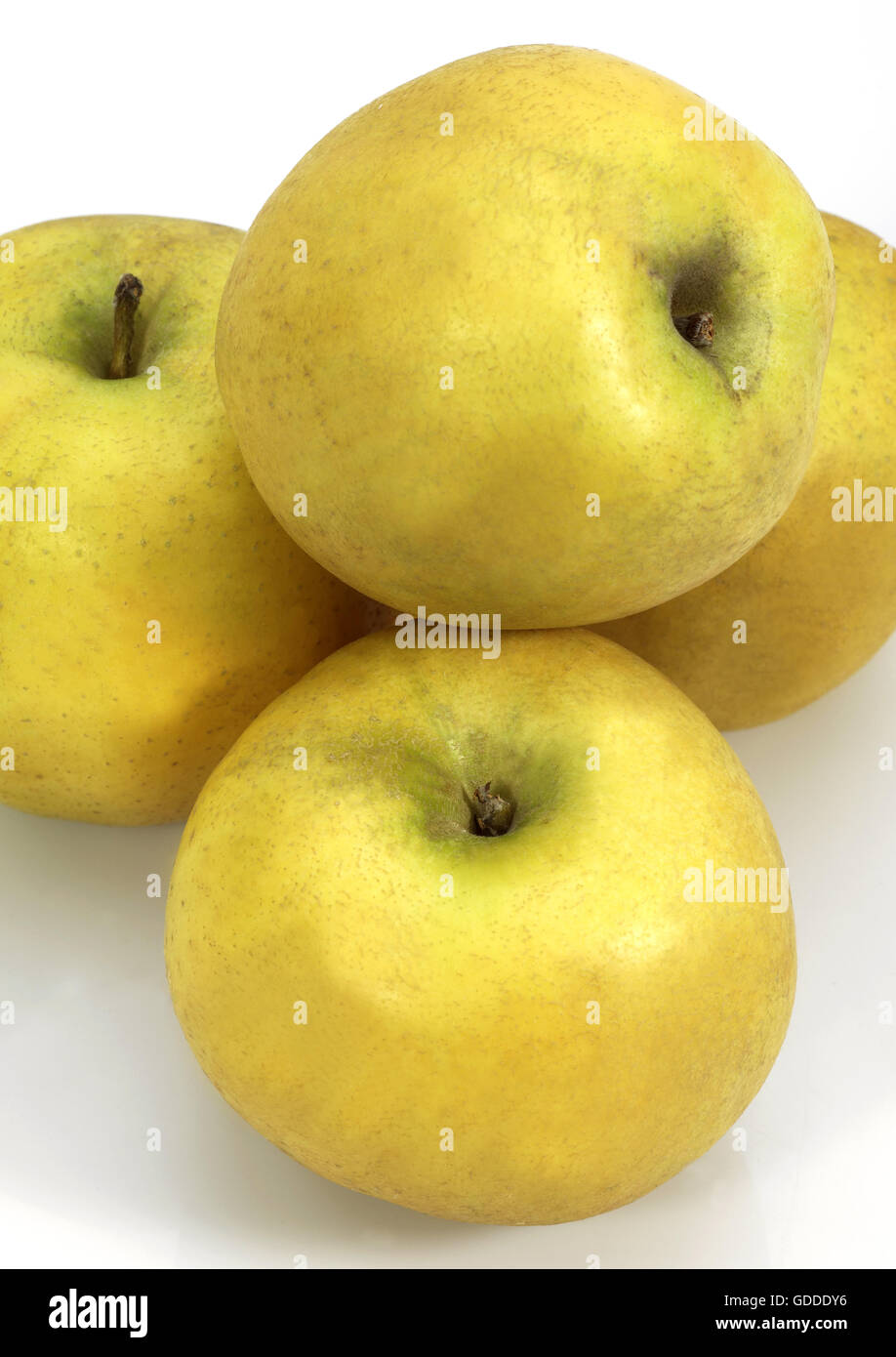 Goldene Äpfel, Malus Domestica, weißer Hintergrund Stockfoto