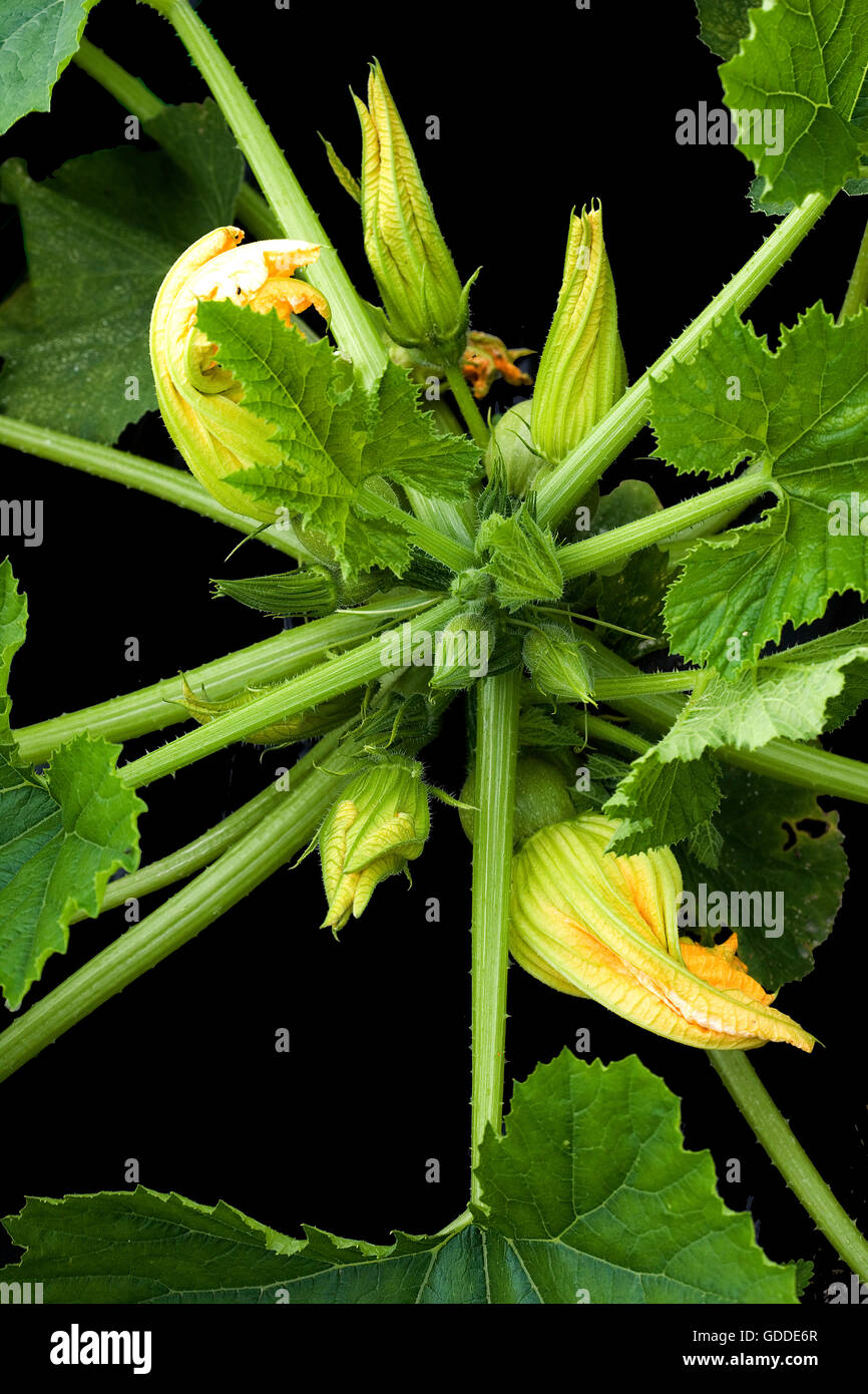 Blüte der Zucchini, Cucurbita Pepo im Gemüsegarten Stockfoto