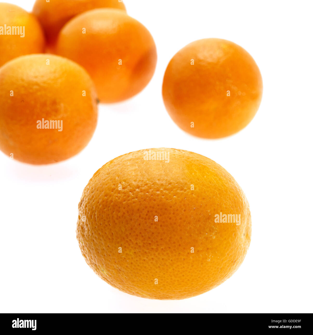 Orangen-citrus Sinensis vor weißem Hintergrund Stockfoto