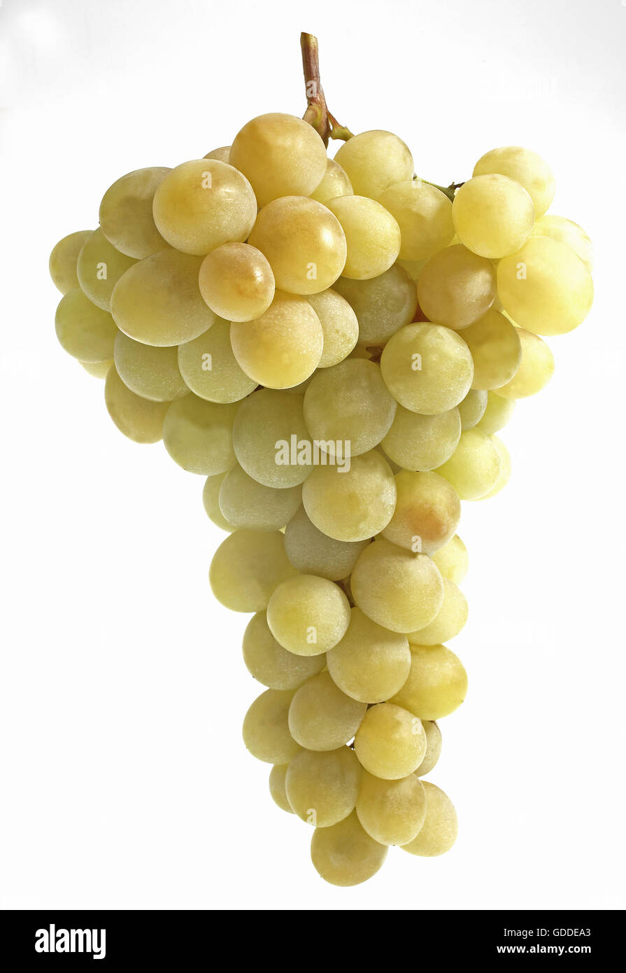 Weiße Traube, Vitis Vinifera, Obst vor weißem Hintergrund Stockfoto