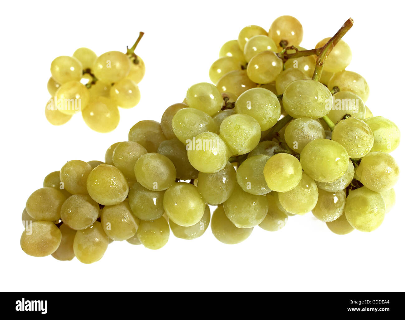 WEIßE Traube Vitis Vinifera vor weißem Hintergrund Stockfoto