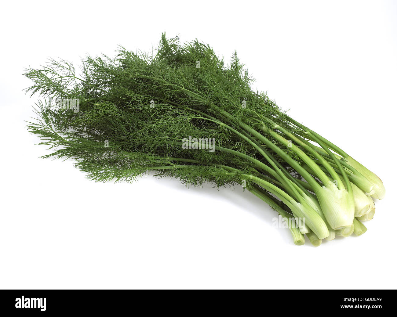 Wenig Fenchel, Foeniculum Vulgare, Gemüse vor weißem Hintergrund Stockfoto