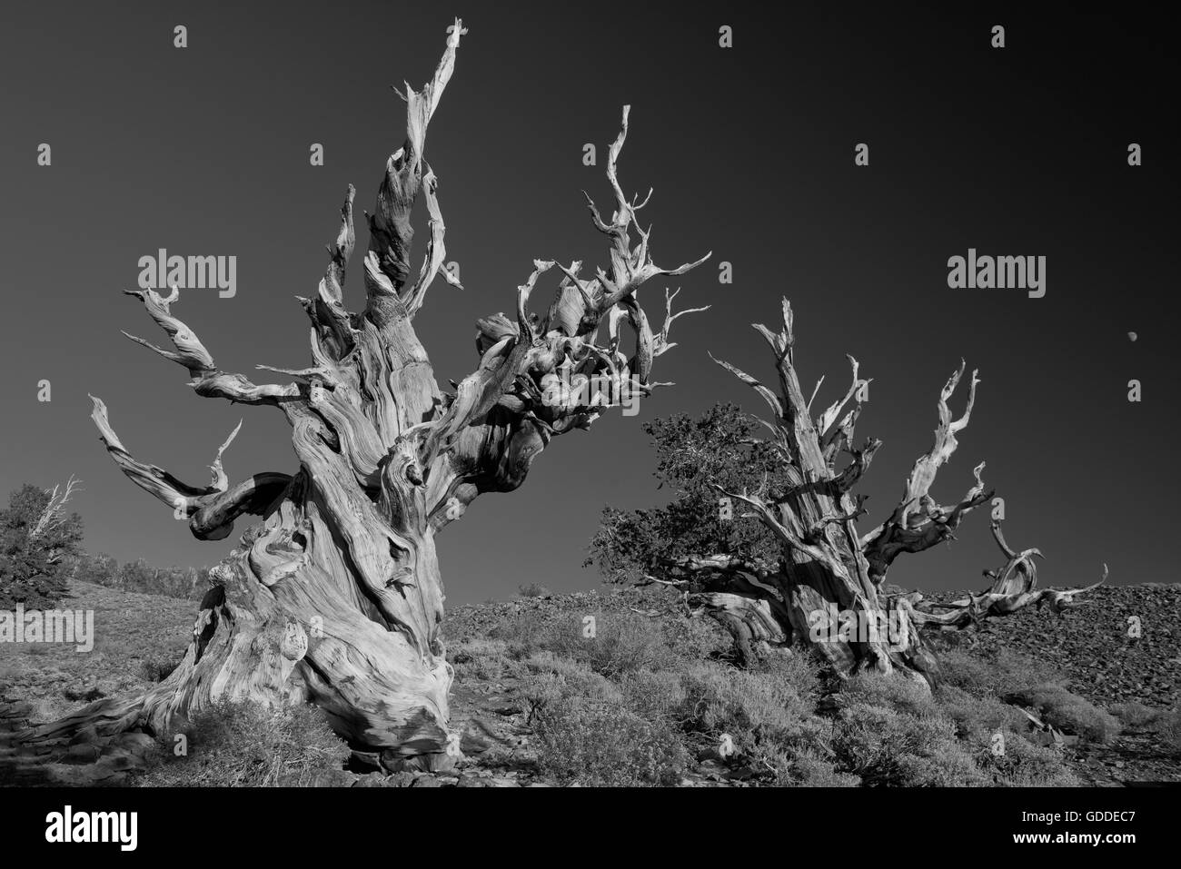 USA, Inyo County, östliche Sierra, California, The alten Bristlecone Pine Forest ist ein geschützter Bereich in dem weißen Berg hoch Stockfoto