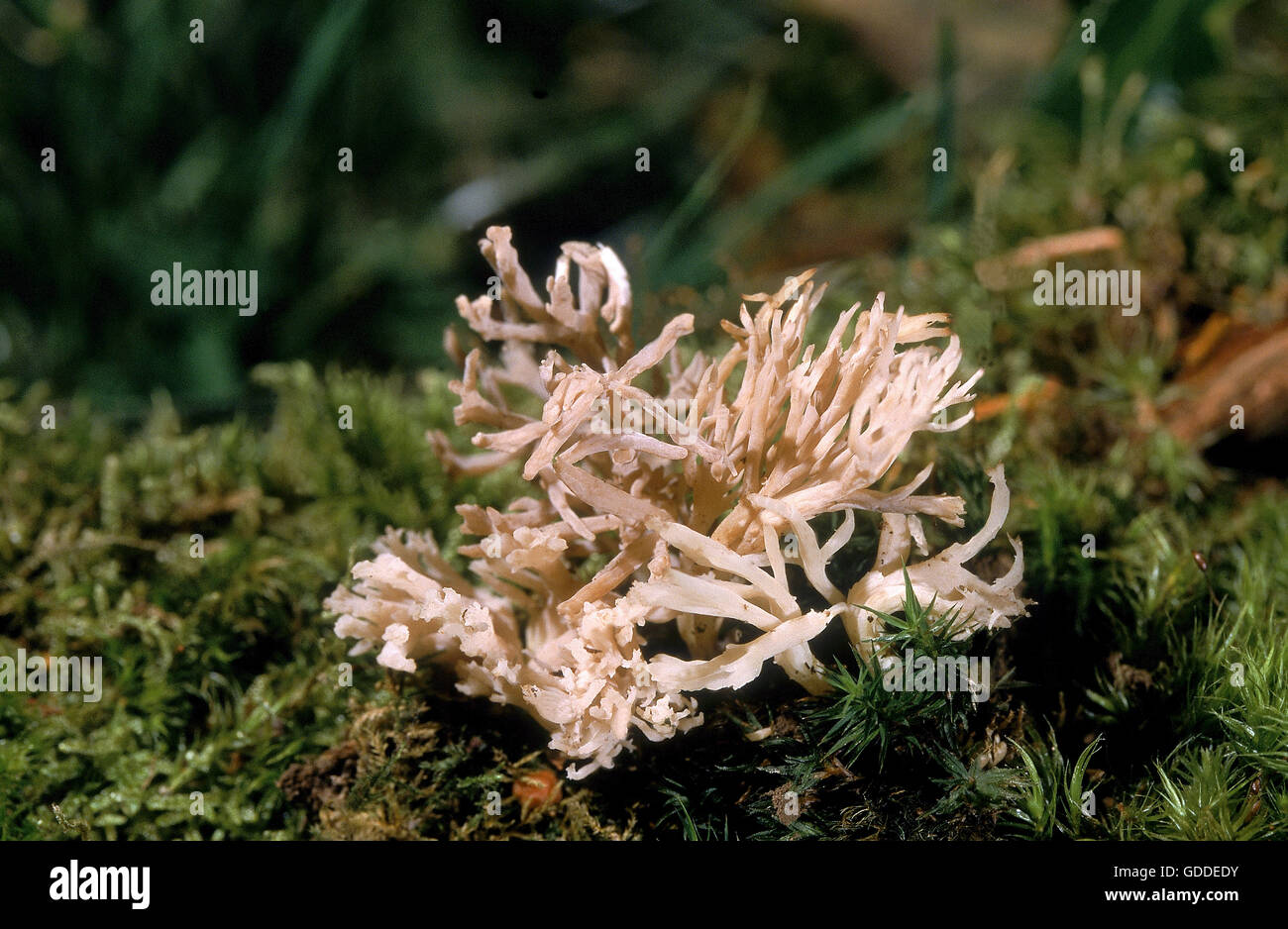Weiße Koralle Pilz, Clavulina cristata Stockfoto