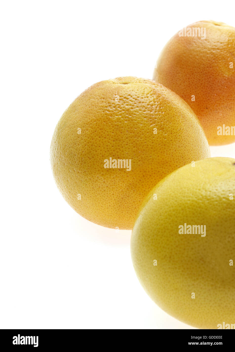 GRAPEFRUIT citrus Grandis vor weißem Hintergrund Stockfoto