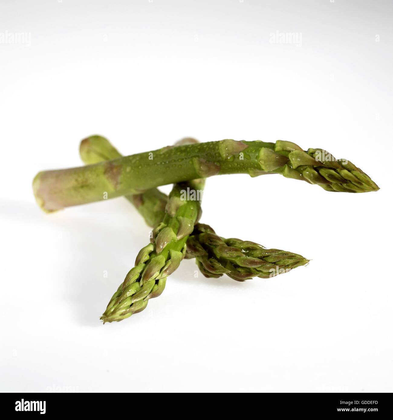 Grüner Spargel, Spargel Officinalis vor weißem Hintergrund Stockfoto