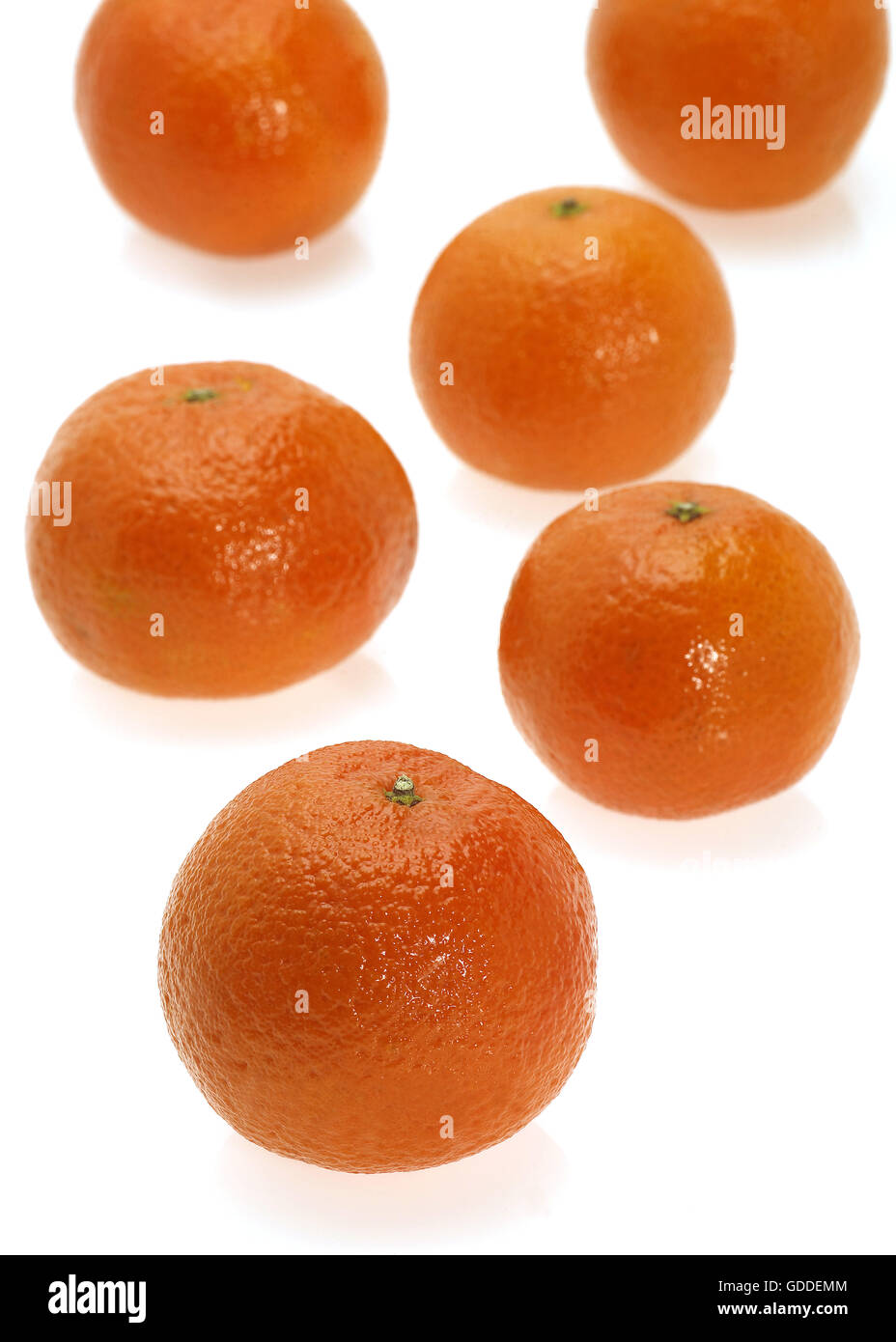 CLEMENTINE Obst citrus Reticulata vor weißem Hintergrund Stockfoto