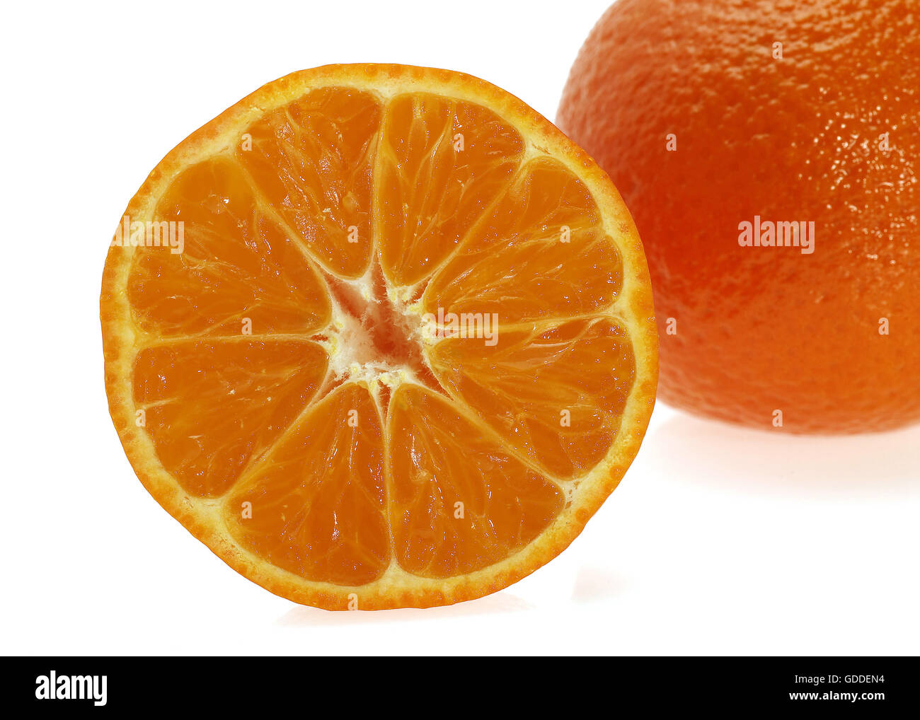 CLEMENTINE Obst citrus Reticulata vor weißem Hintergrund Stockfoto